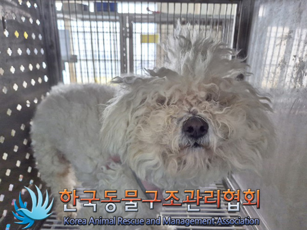한국동물구조관리협회_441560202500134